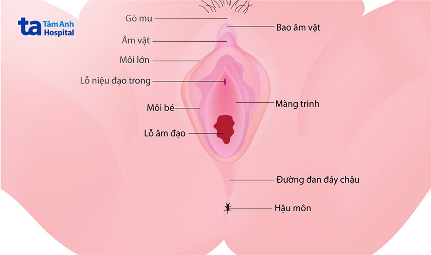 Vị trí màng trinh trong cơ quan sinh dục nữ