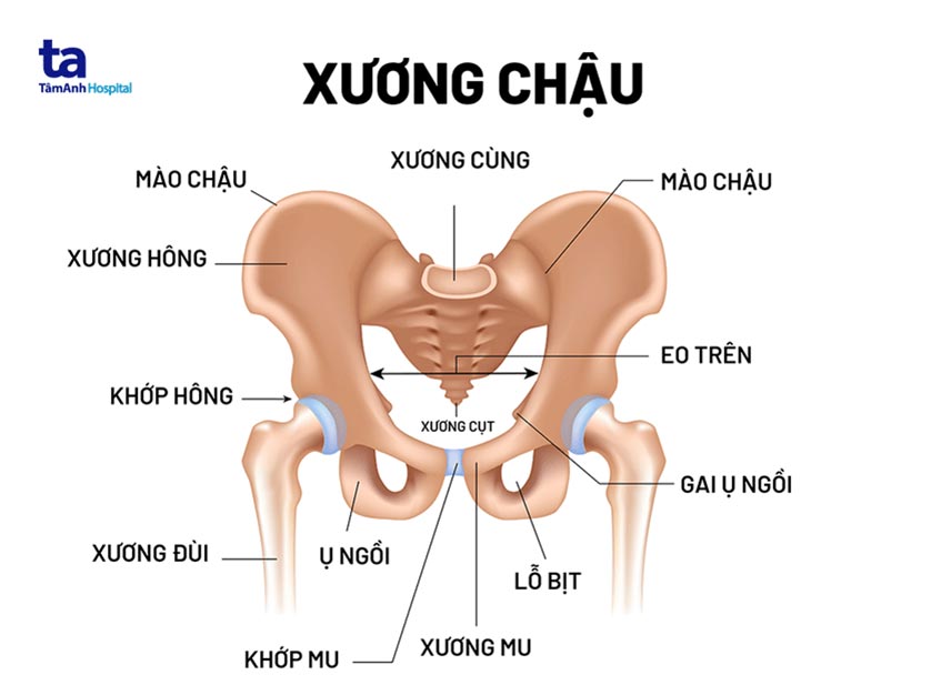 Vị trí xương mu trên cơ thể