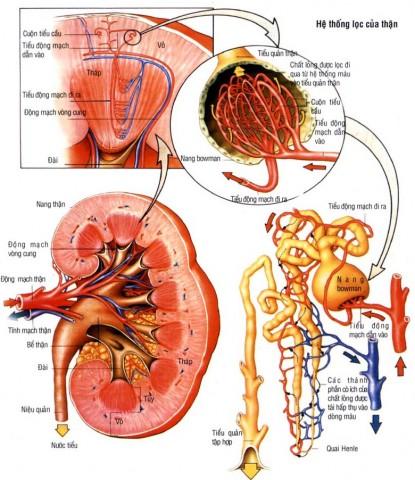 Hình ảnh liên cầu khuẩn gây viêm họng và viêm cầu thận