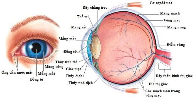Viêm thần kinh thị giác