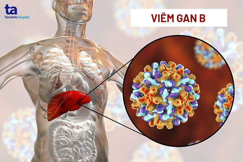 Virus viêm gan B gây tổn thương tế bào gan