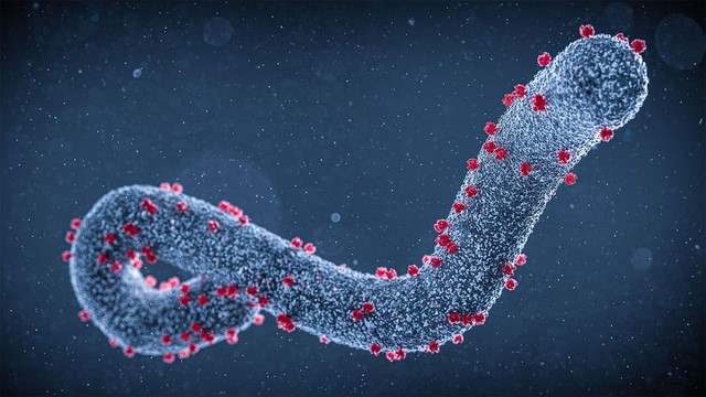 virus-filovirus