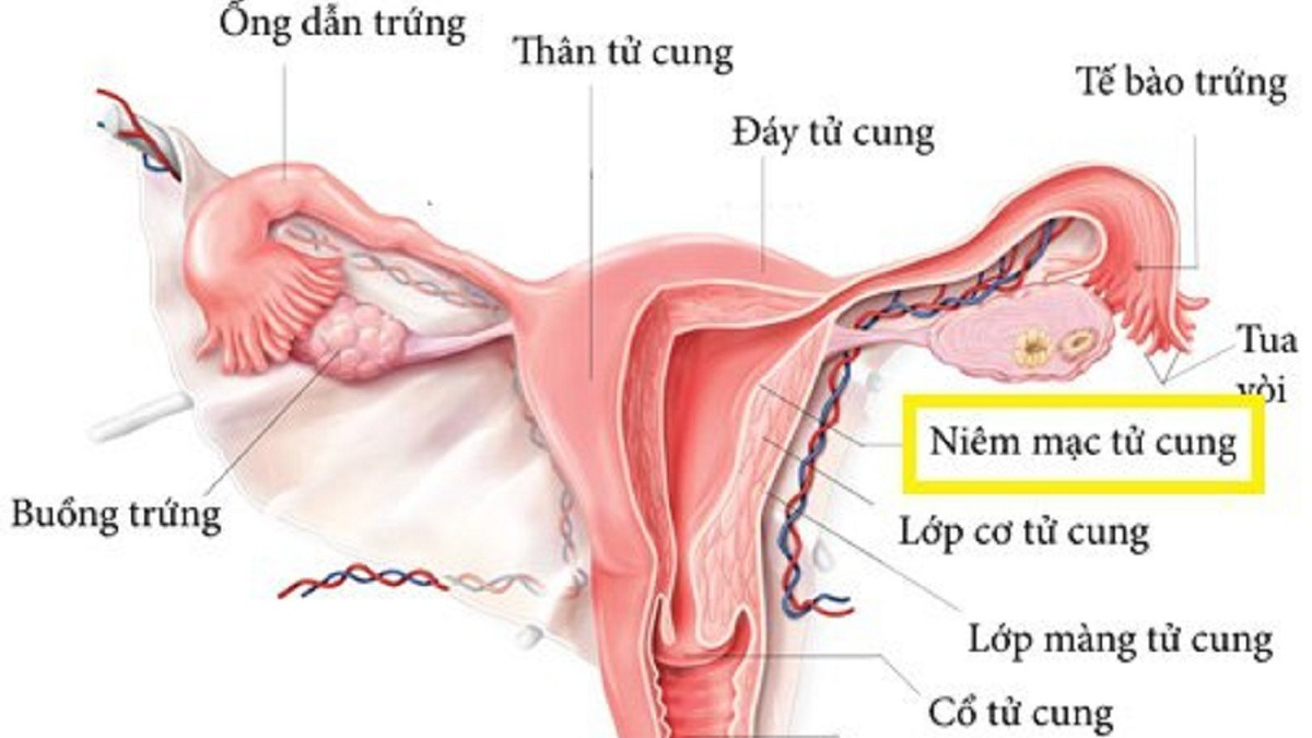 Cổ tử cung và khả năng thụ thai