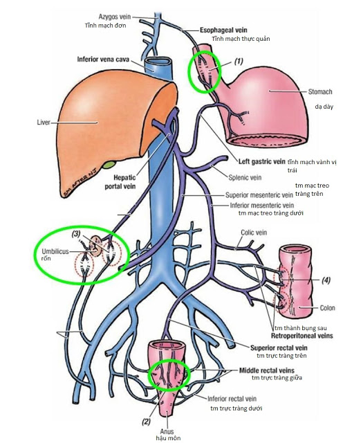 vòng nối tĩnh mạch cửa