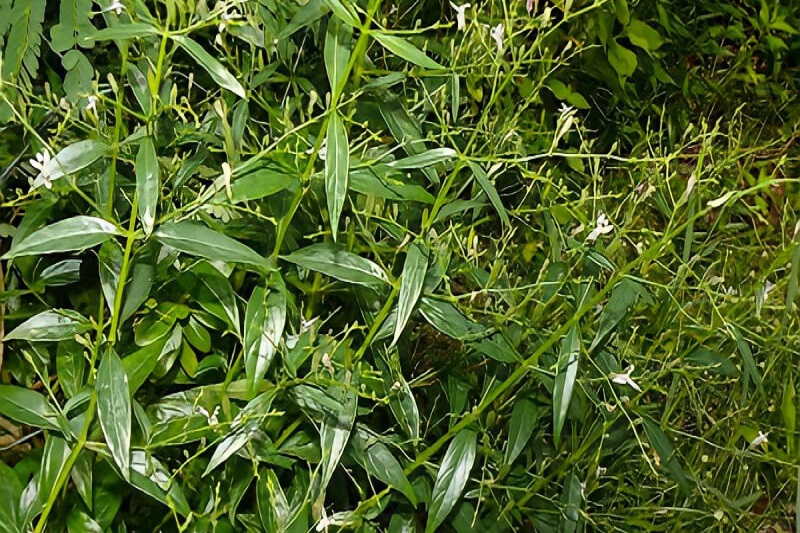 Xuyên tâm liên khô