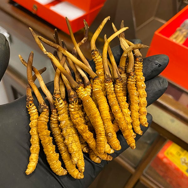 Đông Trùng Hạ Thảo và sức khỏe