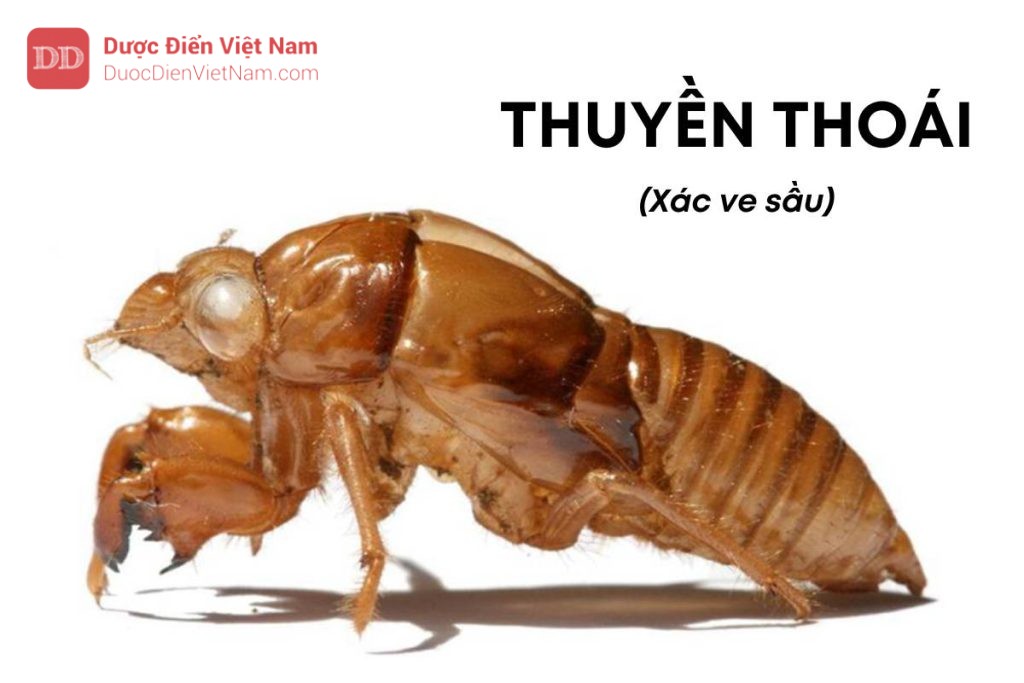 Thuyền Thoái dược liệu
