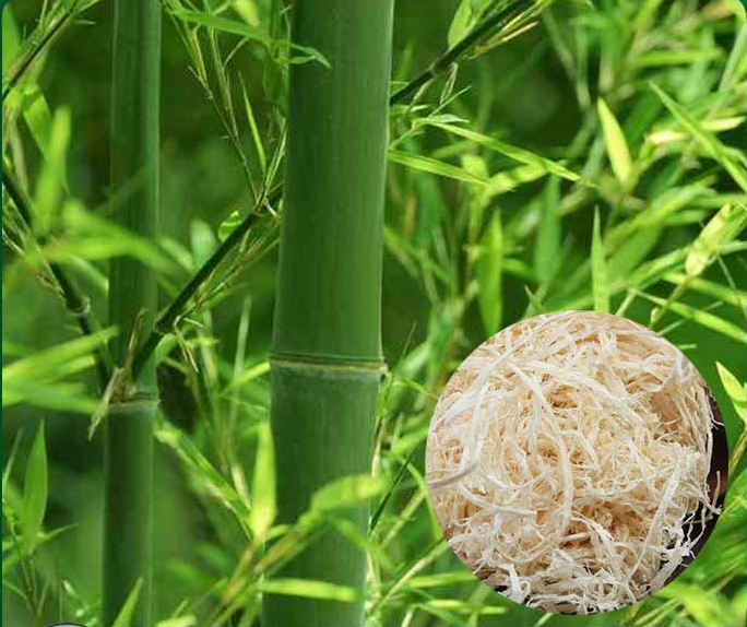 Hình ảnh cây Trúc Nhự