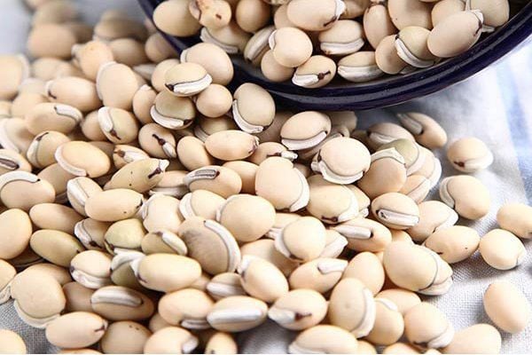 Hình ảnh cây bạch biển đậu