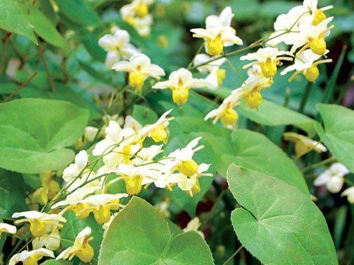 Cây Dâm Dương Hoắc tươi