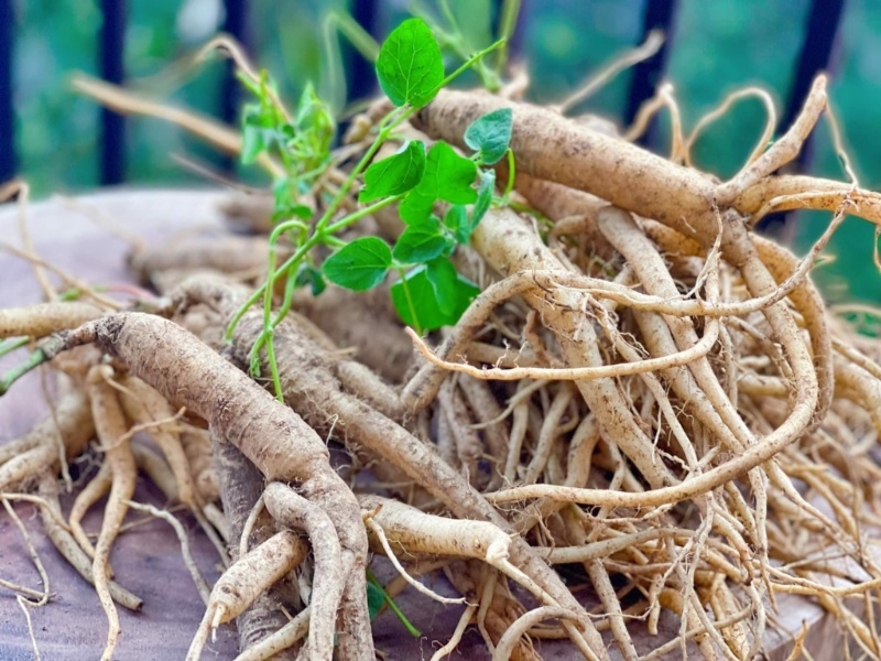 Phân biệt đảng sâm thật và giả