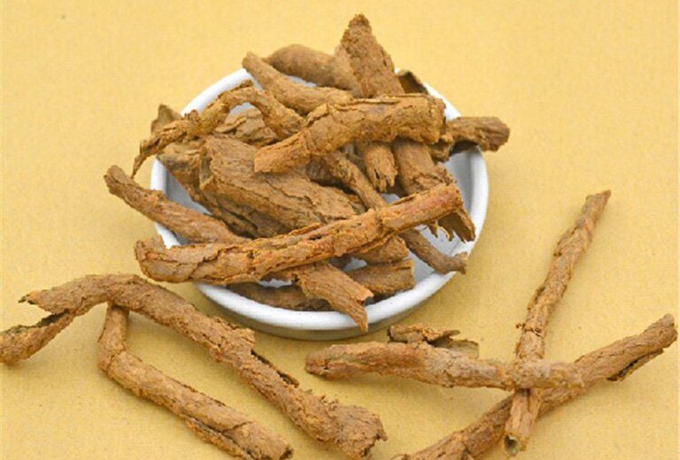 Địa cốt bì dược liệu