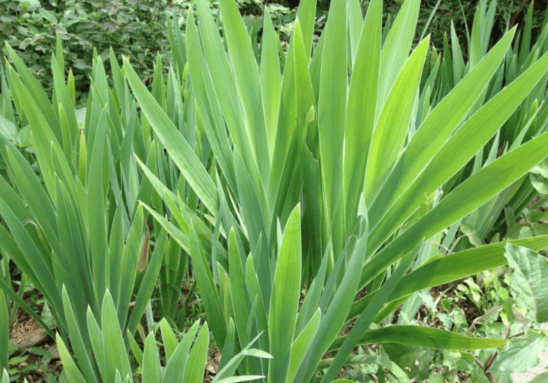 Hình ảnh cây Xạ Can