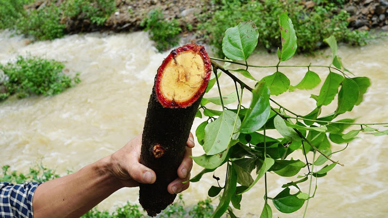 Nhựa đỏ của kê huyết đằng