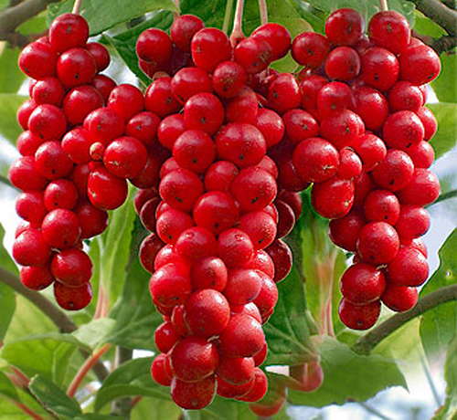 Quả ngũ vị tử khô