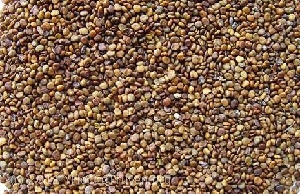 Dược liệu Sa Uyển Tử