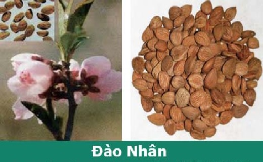Hạt Đào Nhân trong tự nhiên