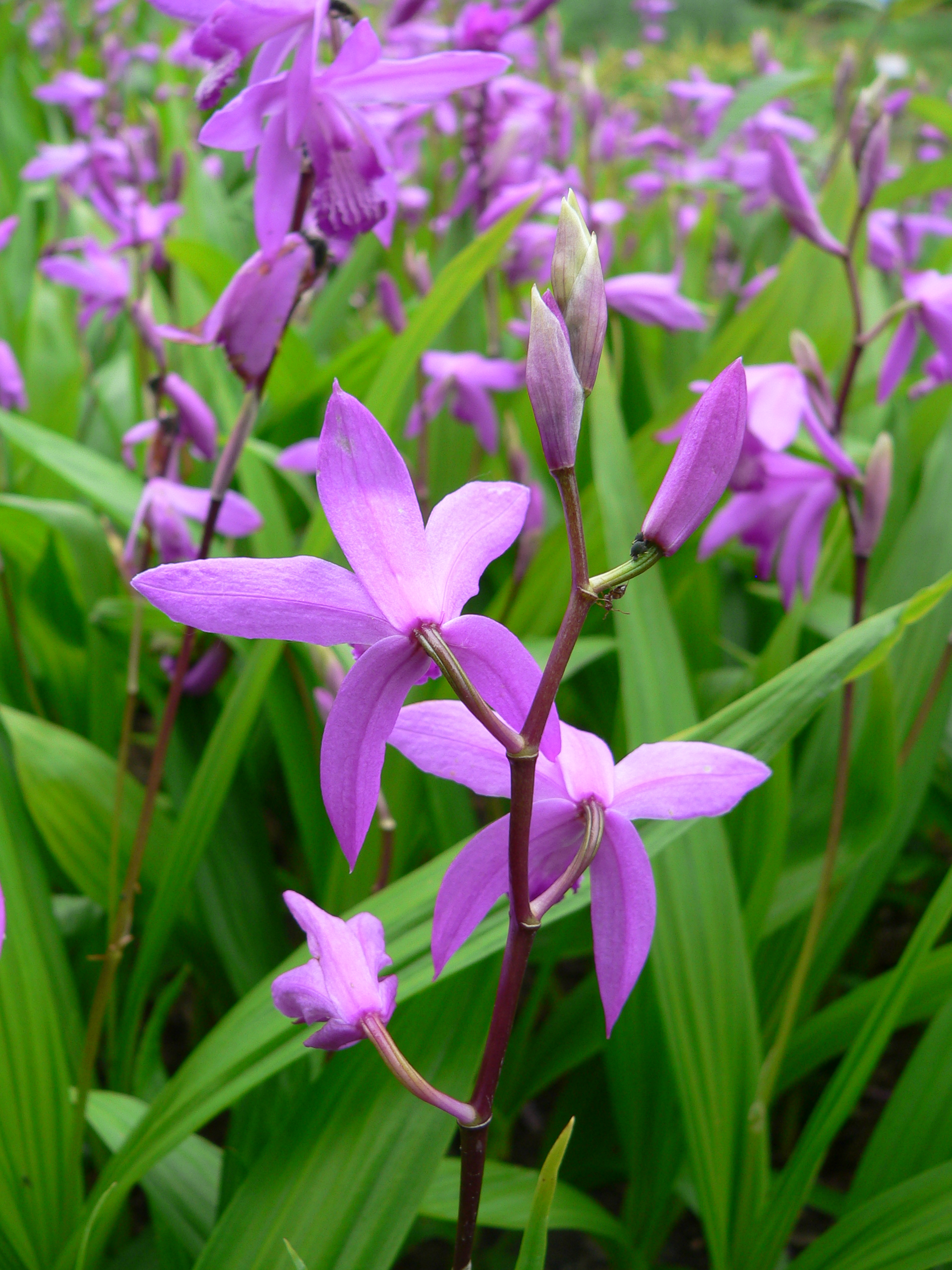 Cây Bạch Cập