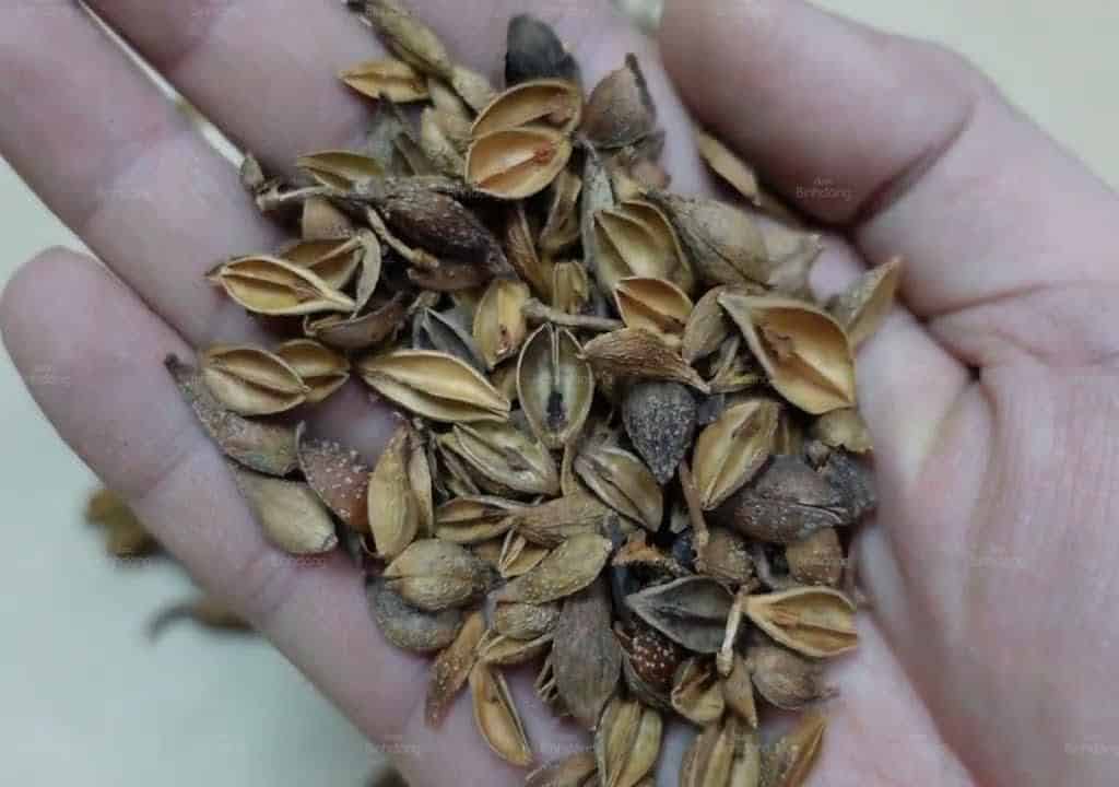 Liên kiều khô