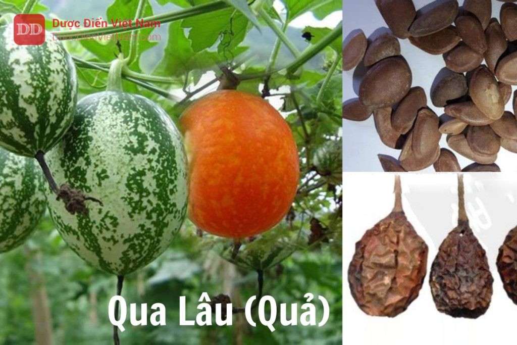 Hình ảnh quả lậu