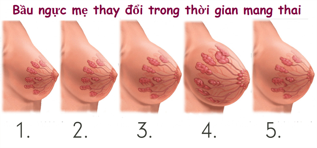 Thay đổi kích thước vú khi mang thai