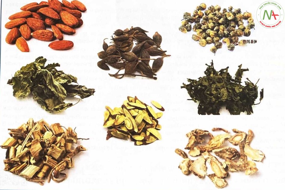 Bài thuốc Tang Cúc Ẩm