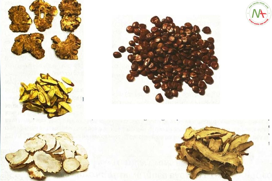 Toan Táo Nhân Thang - Dạng thang thuốc