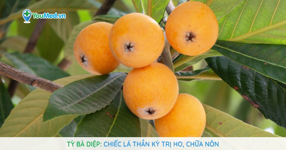 Tỳ bà diệp chữa ho