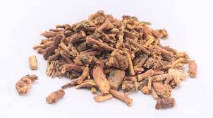 Cây Ma Hoàng mọc tự nhiên