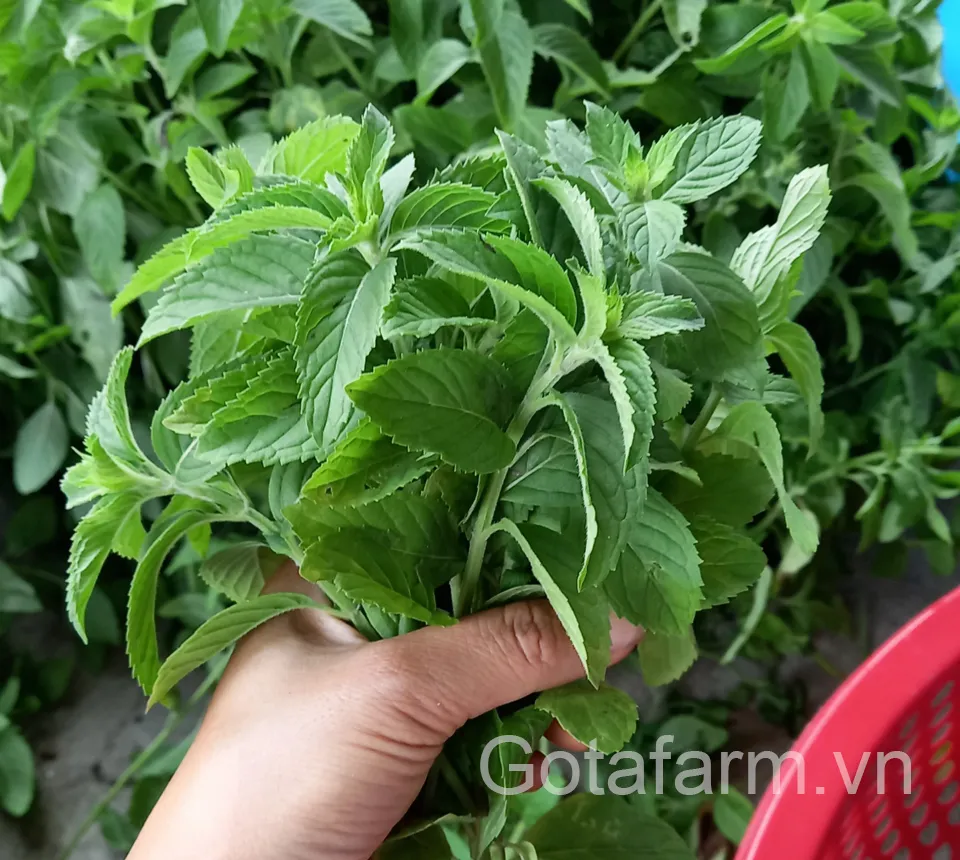 Cây bạc hà tươi