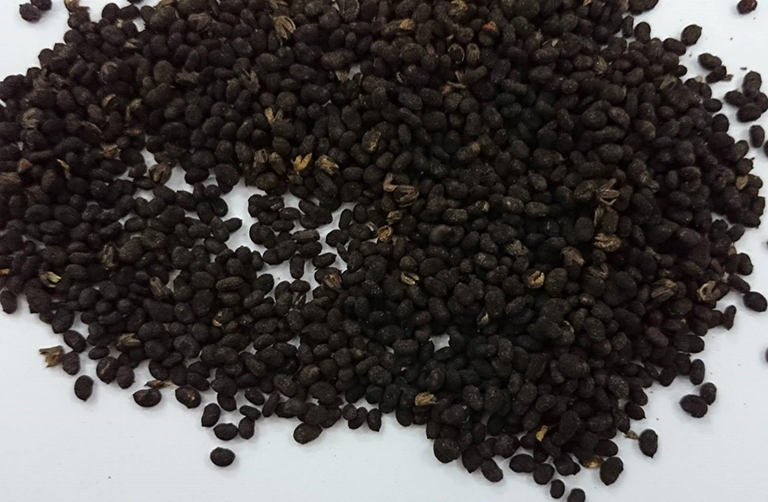 Cây Bổ Cốt Chỉ tự nhiên