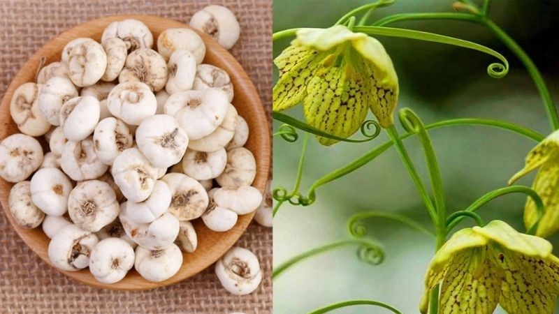 Bối mẫu là gì?