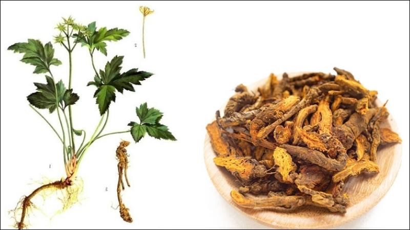 Bài thuốc dân gian sử dụng Hoàng Liên