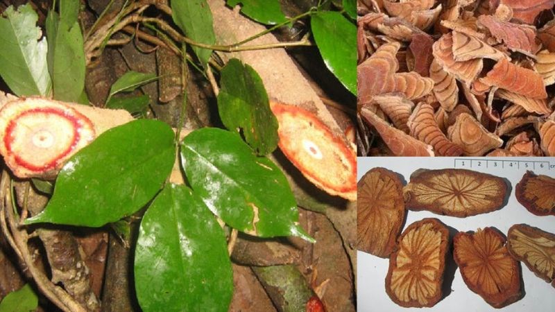 Hình ảnh cây kê huyết đằng