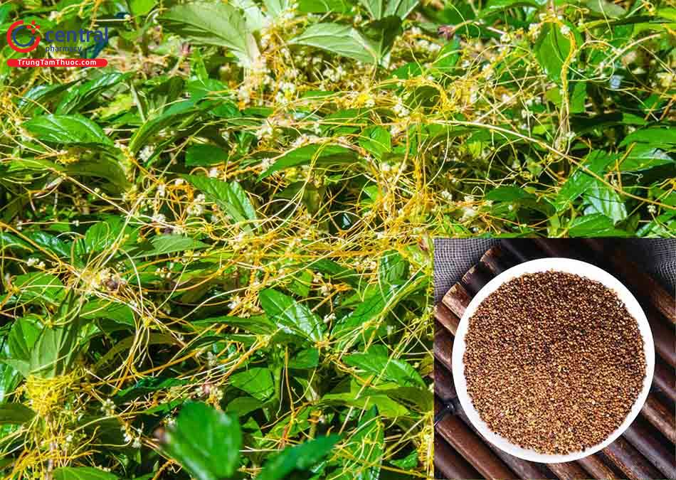 thỏ ty tử dược liệu