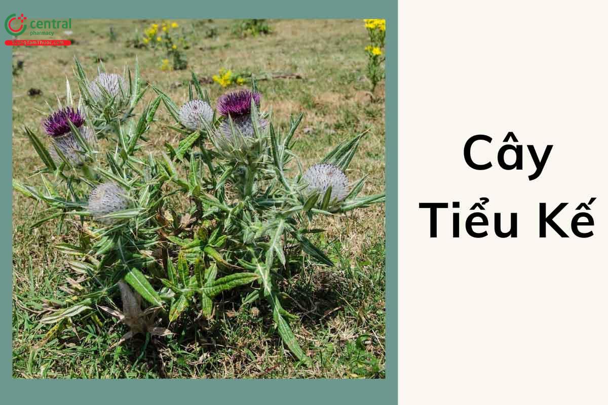 Hình ảnh cây tiểu kế