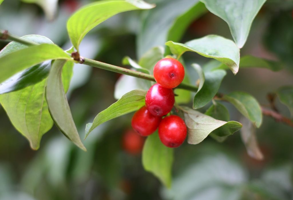 Dược liệu Sơn Thù Du khô