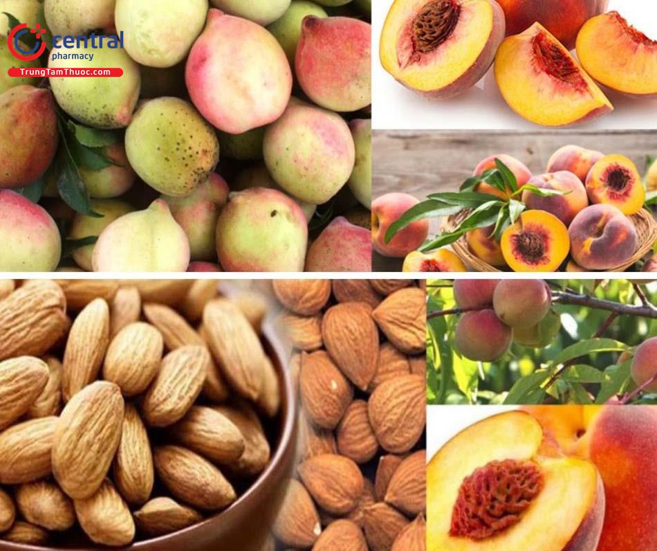 Dược liệu Đào Nhân đã sao chế