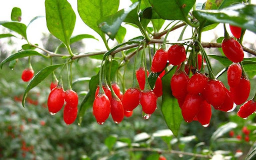 Địa cốt bì trị bệnh gan