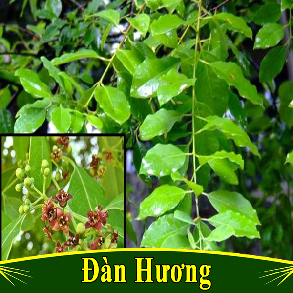 Cây giống đàn hương