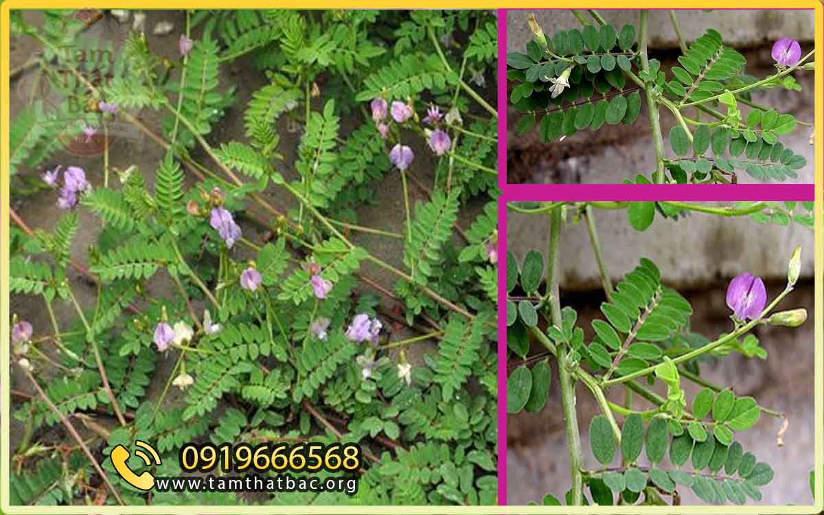 Cây Sa Uyển Tử