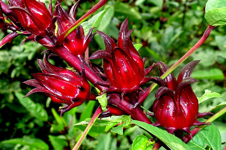hoa hồng hoa