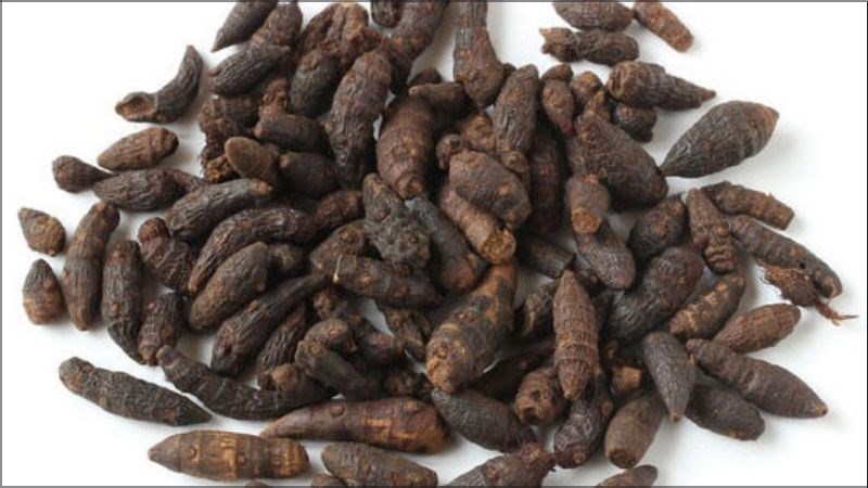 Cây hương phụ