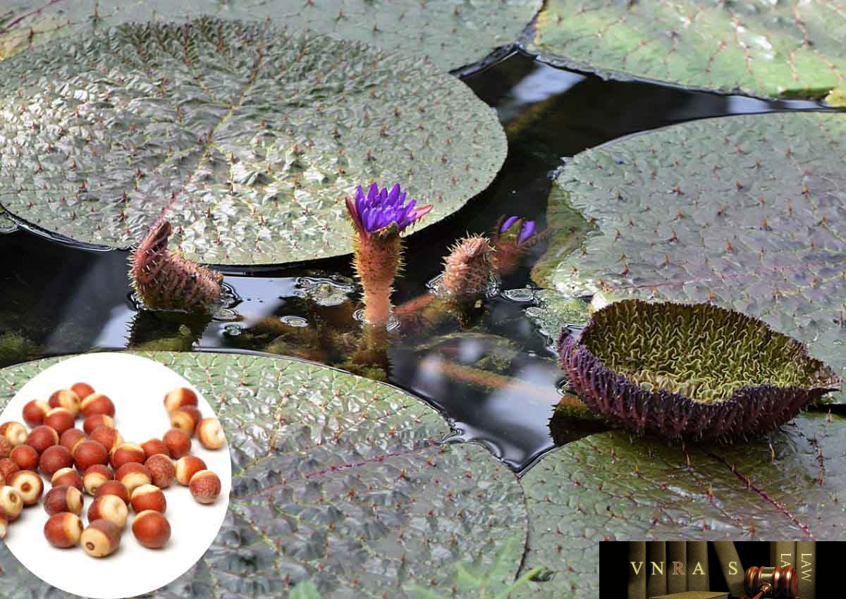Khiếm Thực phơi khô