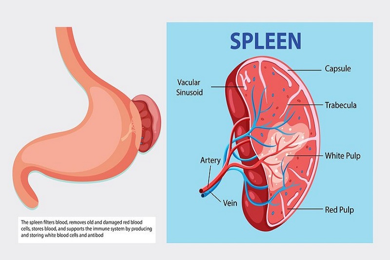 Lá lách to (cảm giác đầy hoặc đau ở bụng trên bên trái) – Tất cả những gì bạn cần biết 8 Nguyên nhân lá lách to