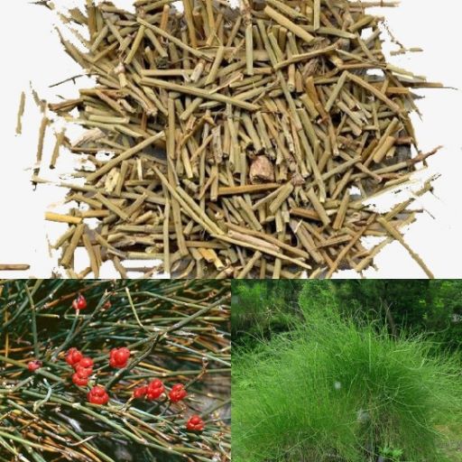 Vị thuốc Ma Hoàng trong Ma Hạnh Thạch Cam Thang