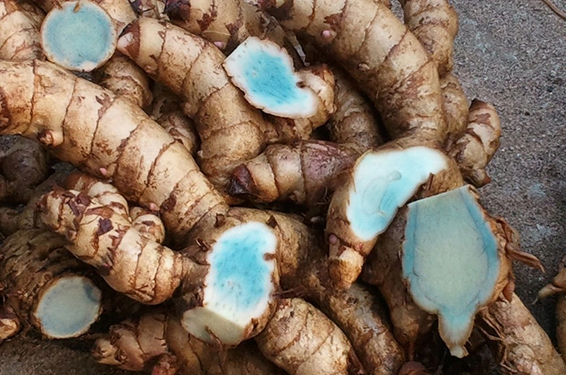 Nga truật trong bài thuốc Đông y