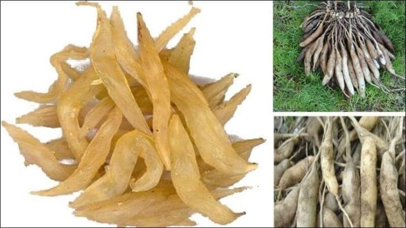 Tác dụng của Thiên Môn