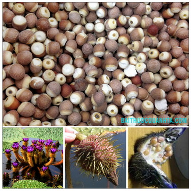 Hình ảnh quả Khiếm Thực tươi