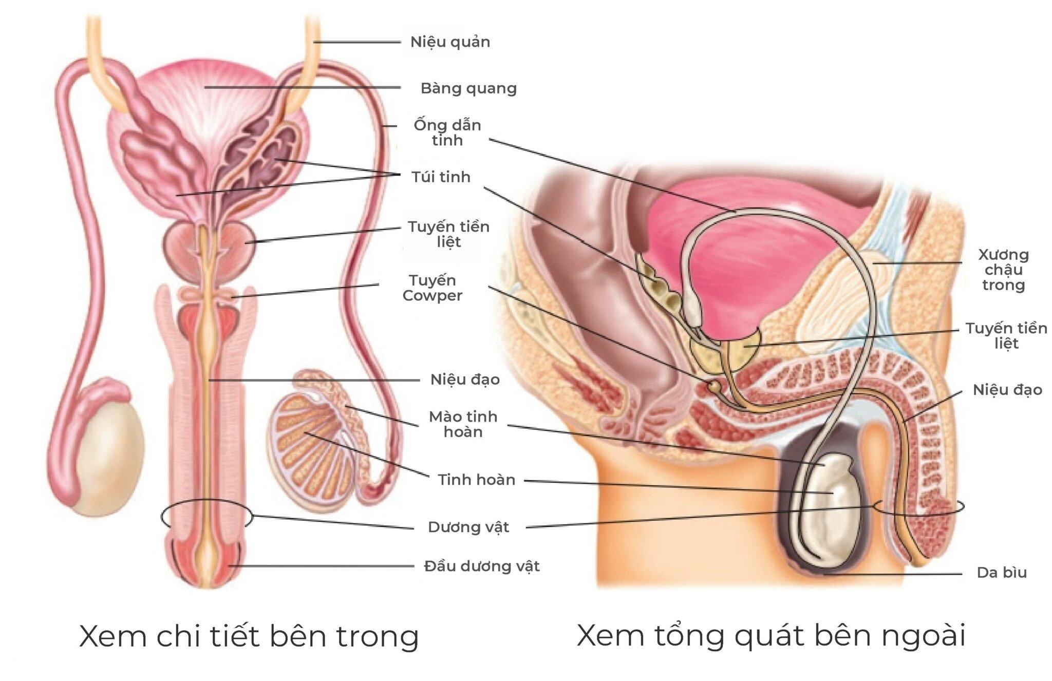 Nguyên nhân tiết dịch niệu đạo ở nam